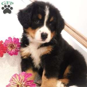 Brittany, Bernese Mountain Dog Puppy